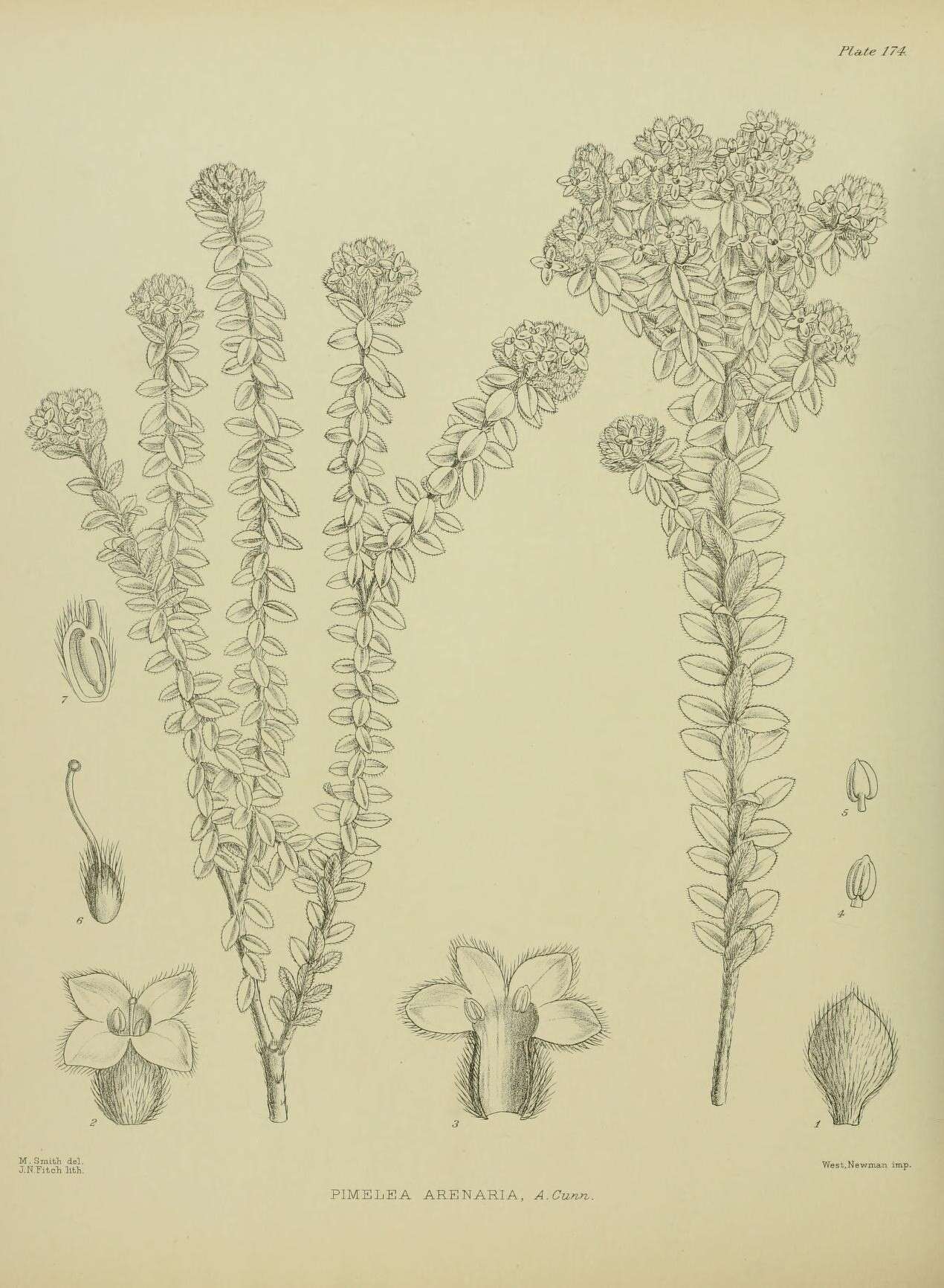 Image of Pimelea villosa subsp. arenaria (A. Cunn.) C. J. Burrows
