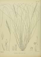 Image of Carex astricta K. A. Ford