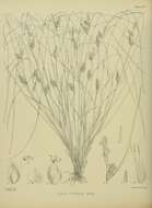 Image of Carex litorosa L. H. Bailey