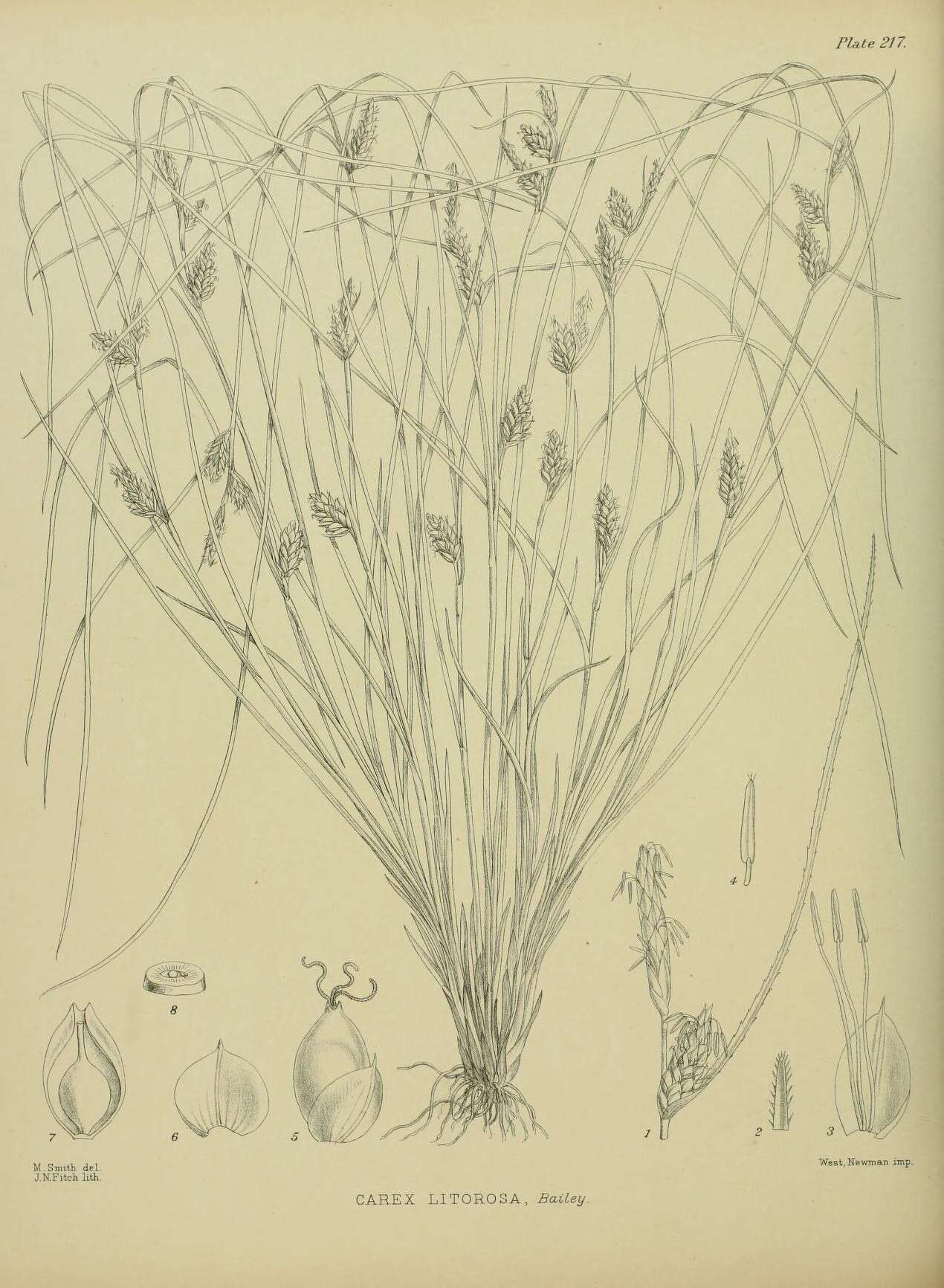 Image of Carex litorosa L. H. Bailey