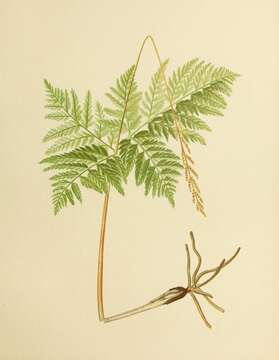 Image of rattlesnake fern