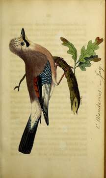 Image of Garrulus Brisson 1760