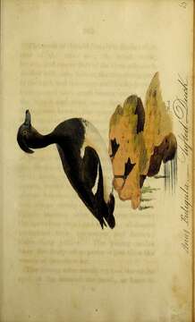 Image of Tufted Duck