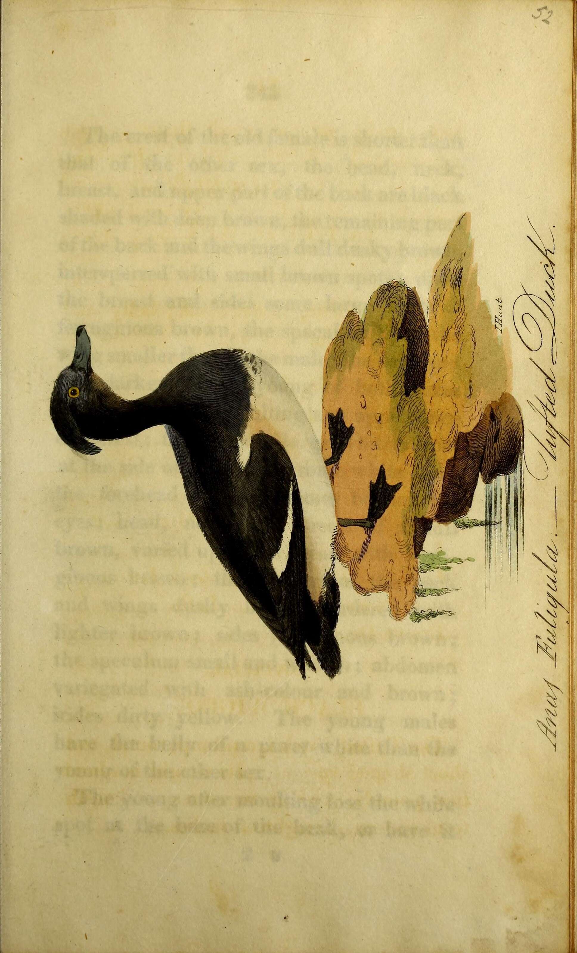 Image of Tufted Duck