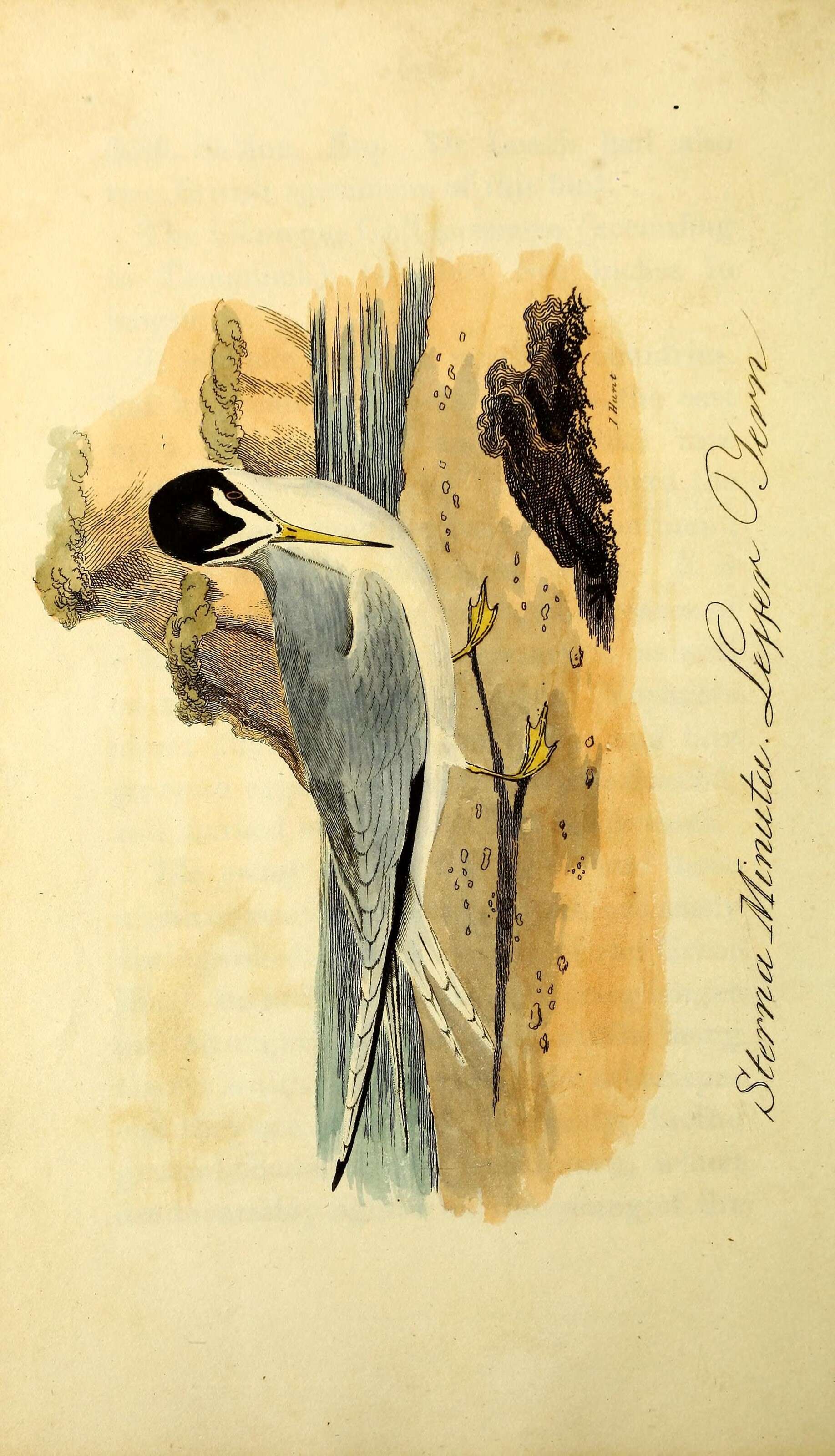 Image of Little Tern
