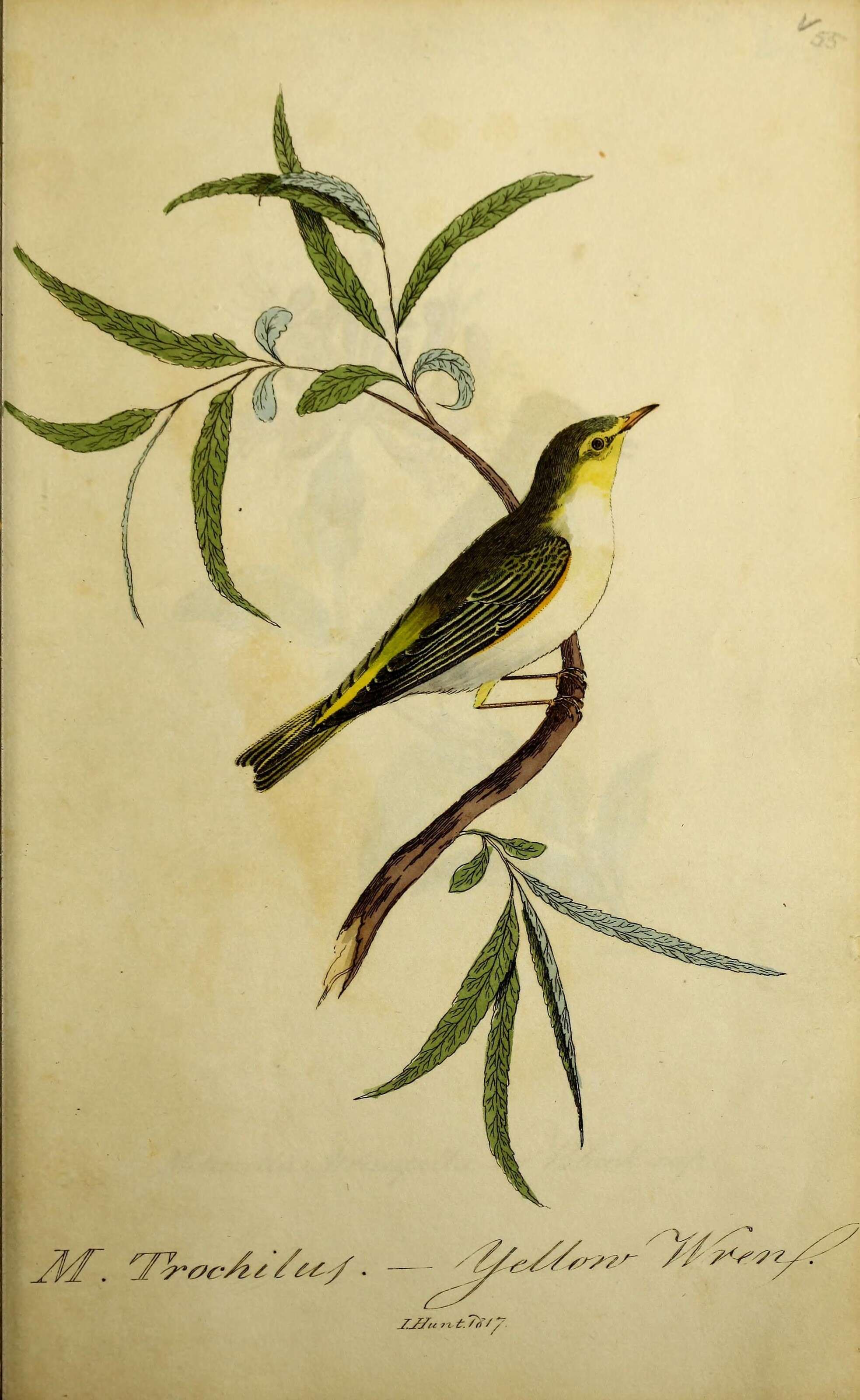 Image of Willow Warbler