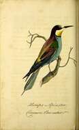 Image of bee-eater, european bee-eater