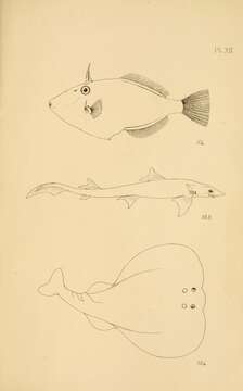 Слика од Mustelus antarcticus Günther 1870