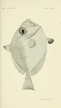 Image of New Zealand dory