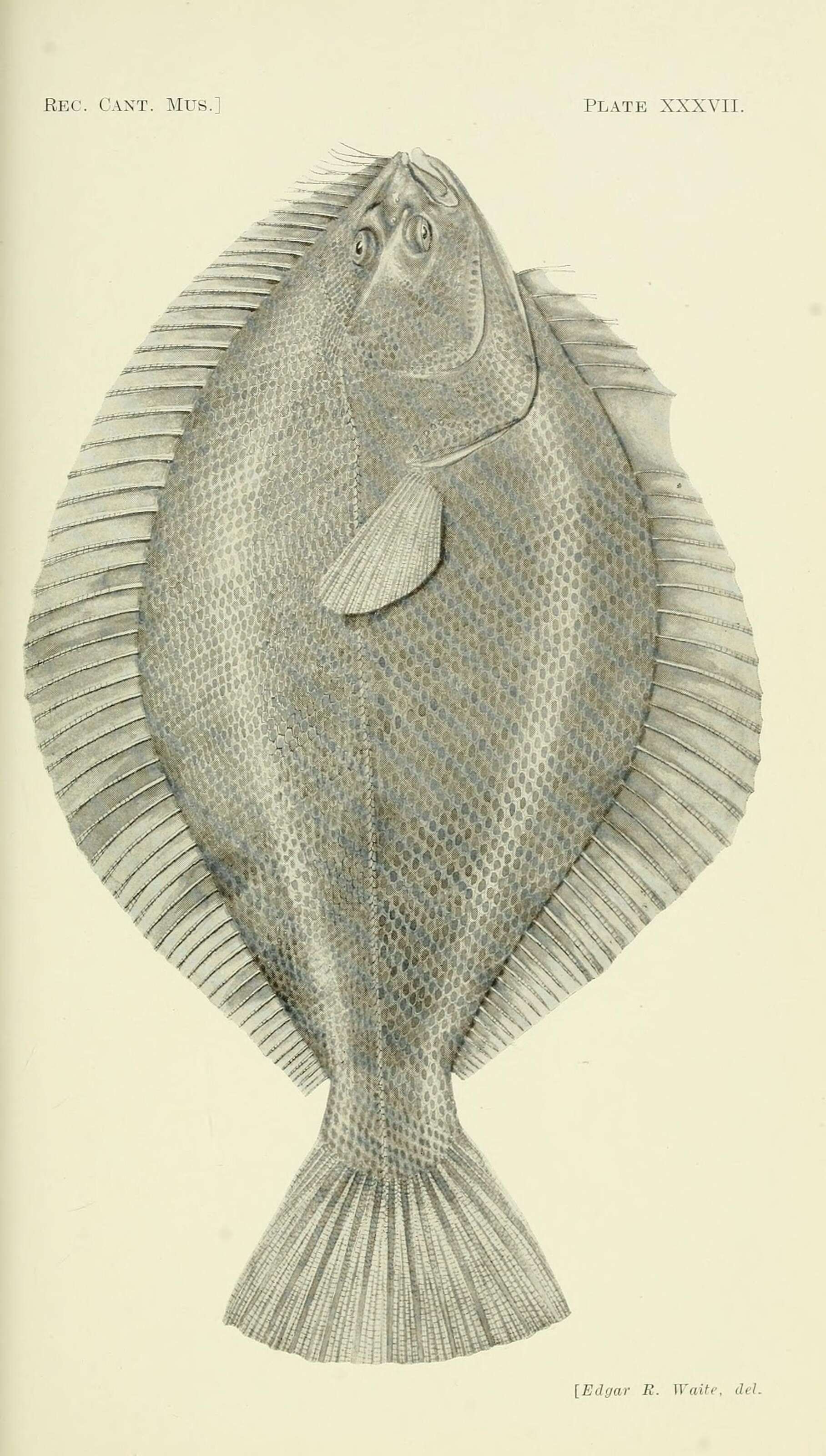 Image of Yellowbelly flounder