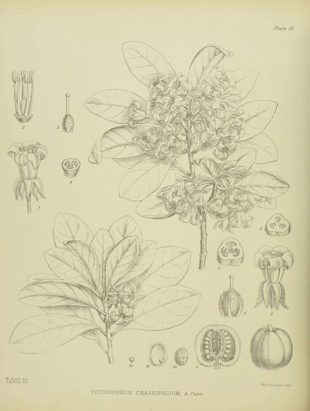 Image de Pittosporum crassifolium Banks & Sol. ex A. Cunningham