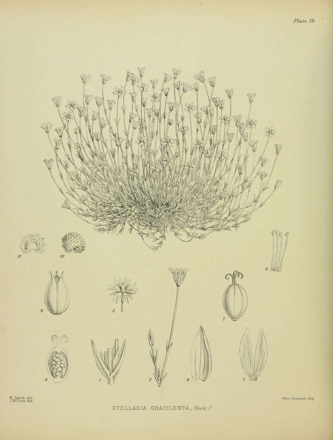 Image of Stellaria gracilenta Hook. fil.