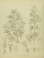 Image of Coprosma foetidissima J. R. Forst. & G. Forst.
