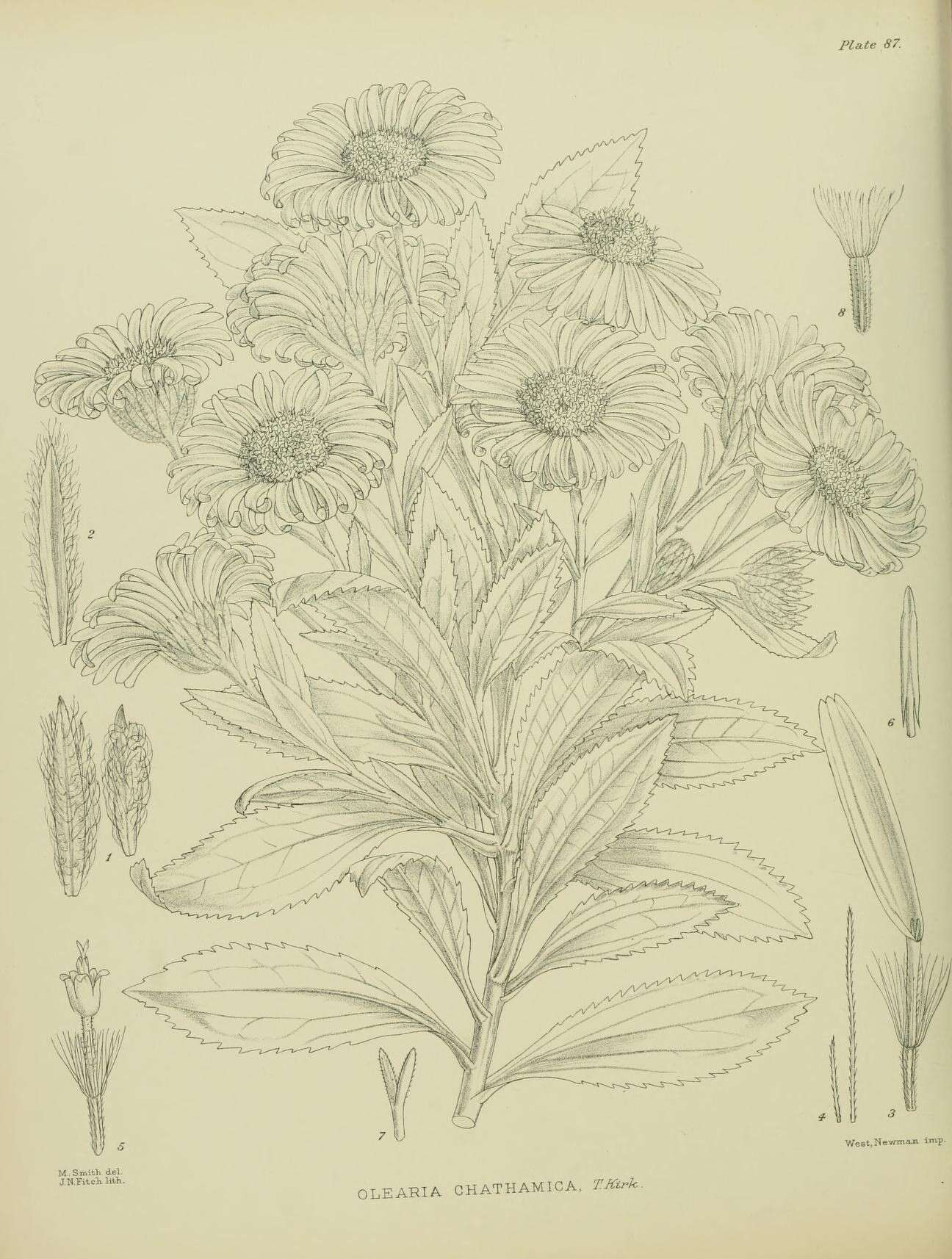 Image of Chatham Island bush daisy