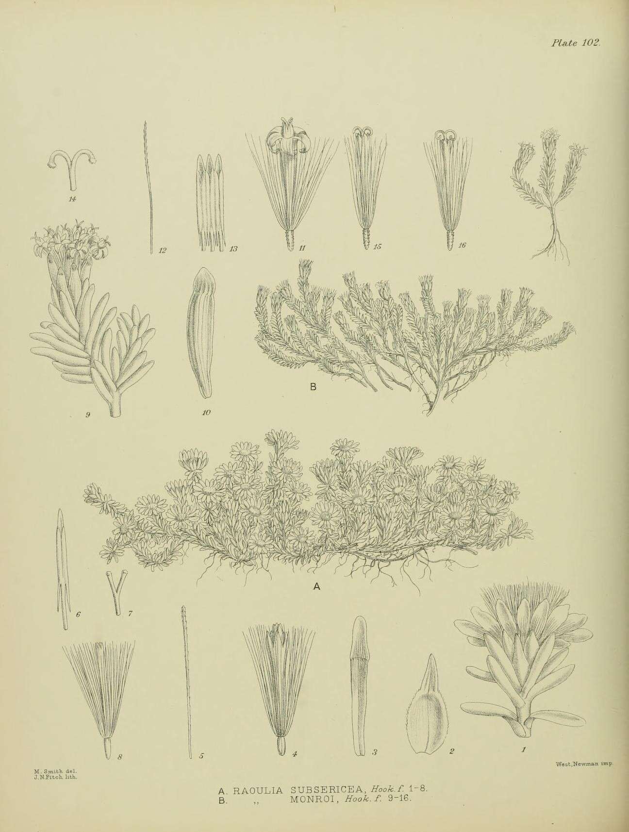 Image of Raoulia subsericea Hook. fil.