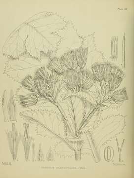 Image of Sonchus grandifolius T. Kirk