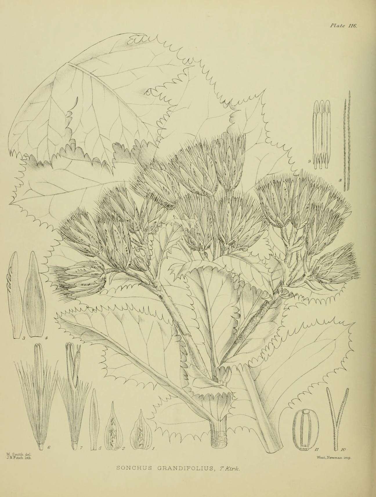 Image of Sonchus grandifolius T. Kirk