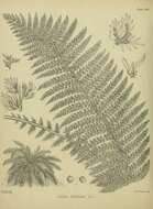 Image of Common Crape Fern