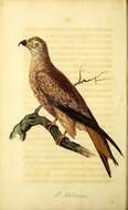Image of Falco milvus