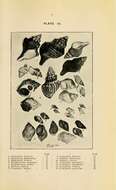 Image de Struthiolaria Lamarck 1816