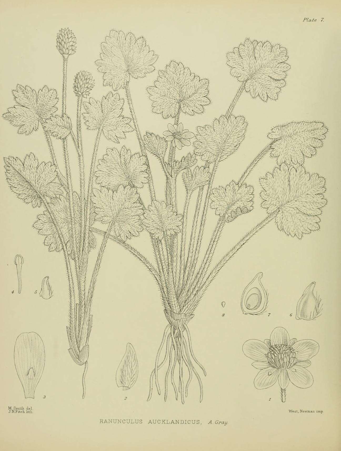 Image of Ranunculus subscaposus Hook. fil.
