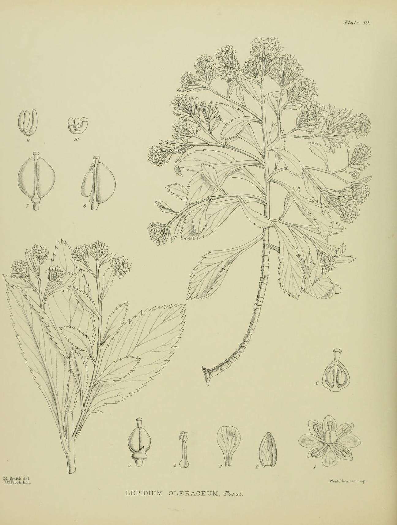 Image of Lepidium oleraceum G. Forst.