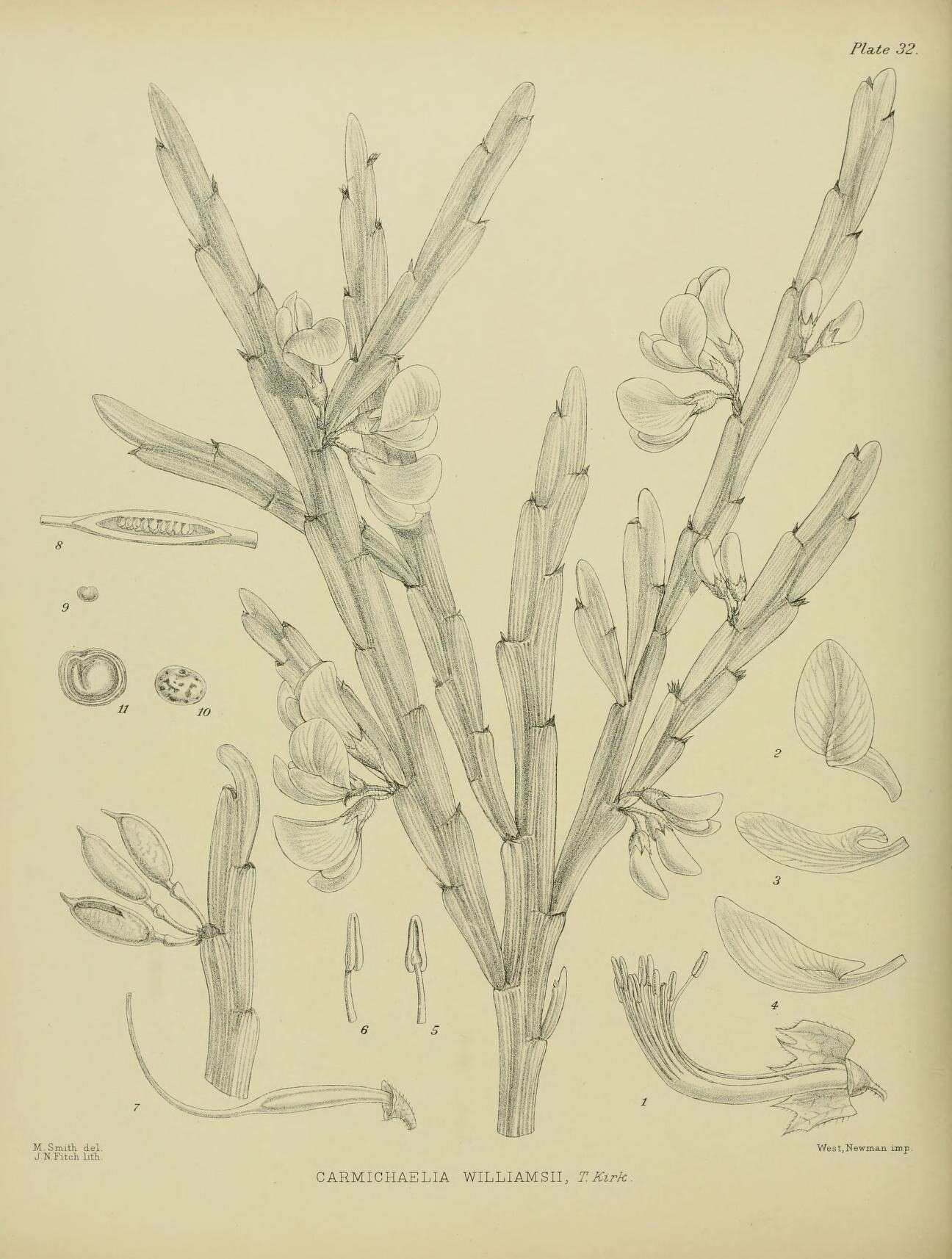 Image of Carmichaelia williamsii Kirk