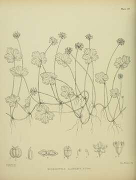 Hydrocotyle elongata A. Cunn. ex Hook. fil.的圖片