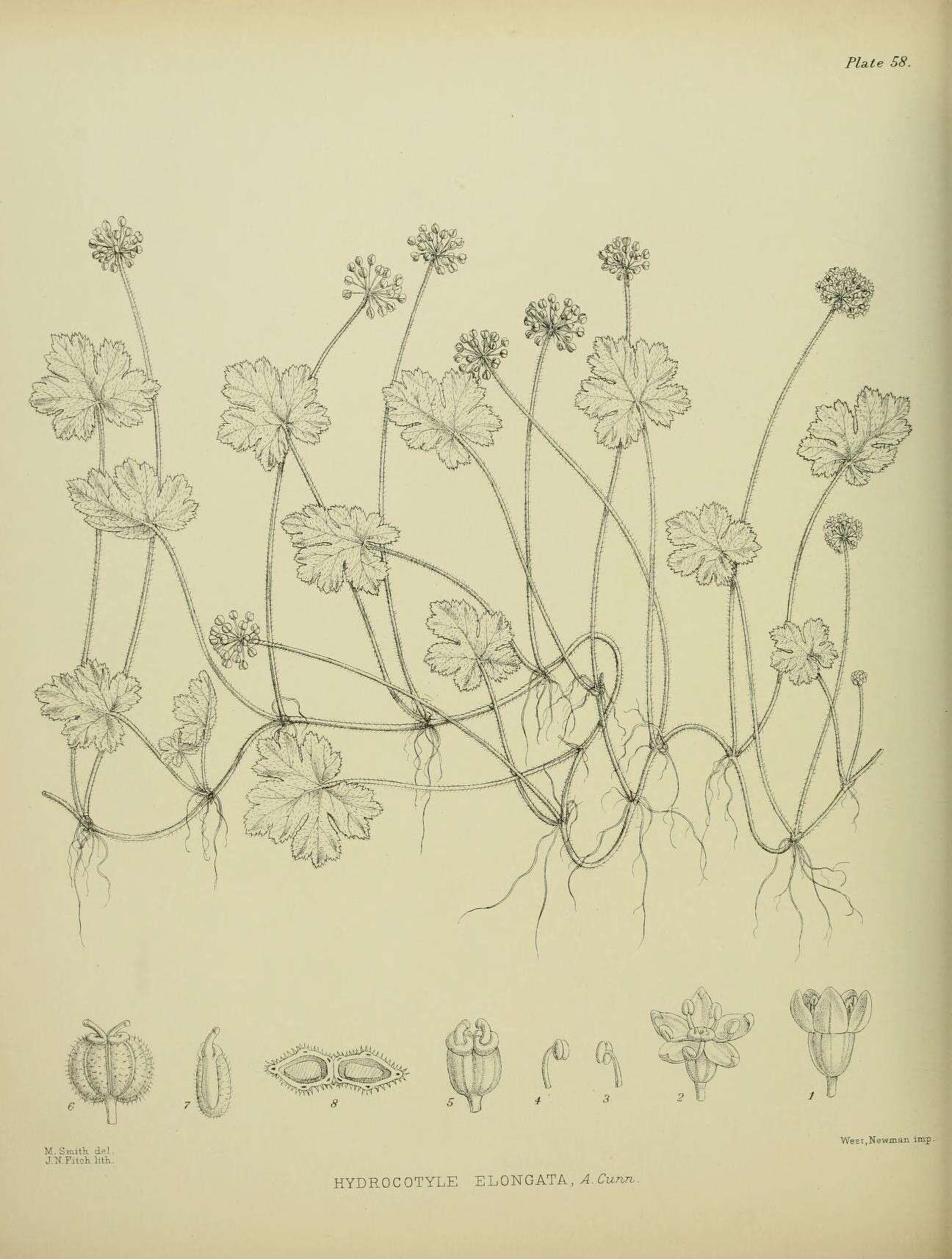 Imagem de Hydrocotyle elongata A. Cunn. ex Hook. fil.