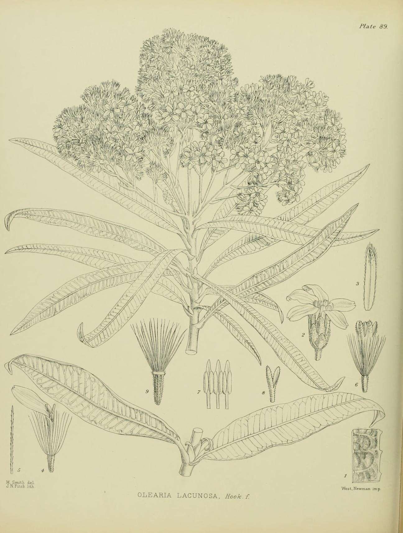 Image of Olearia lacunosa Hook. fil.