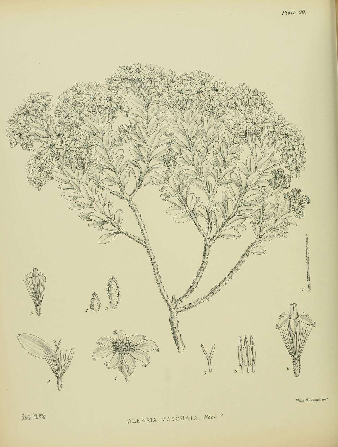 Image of Olearia moschata Hook. fil.