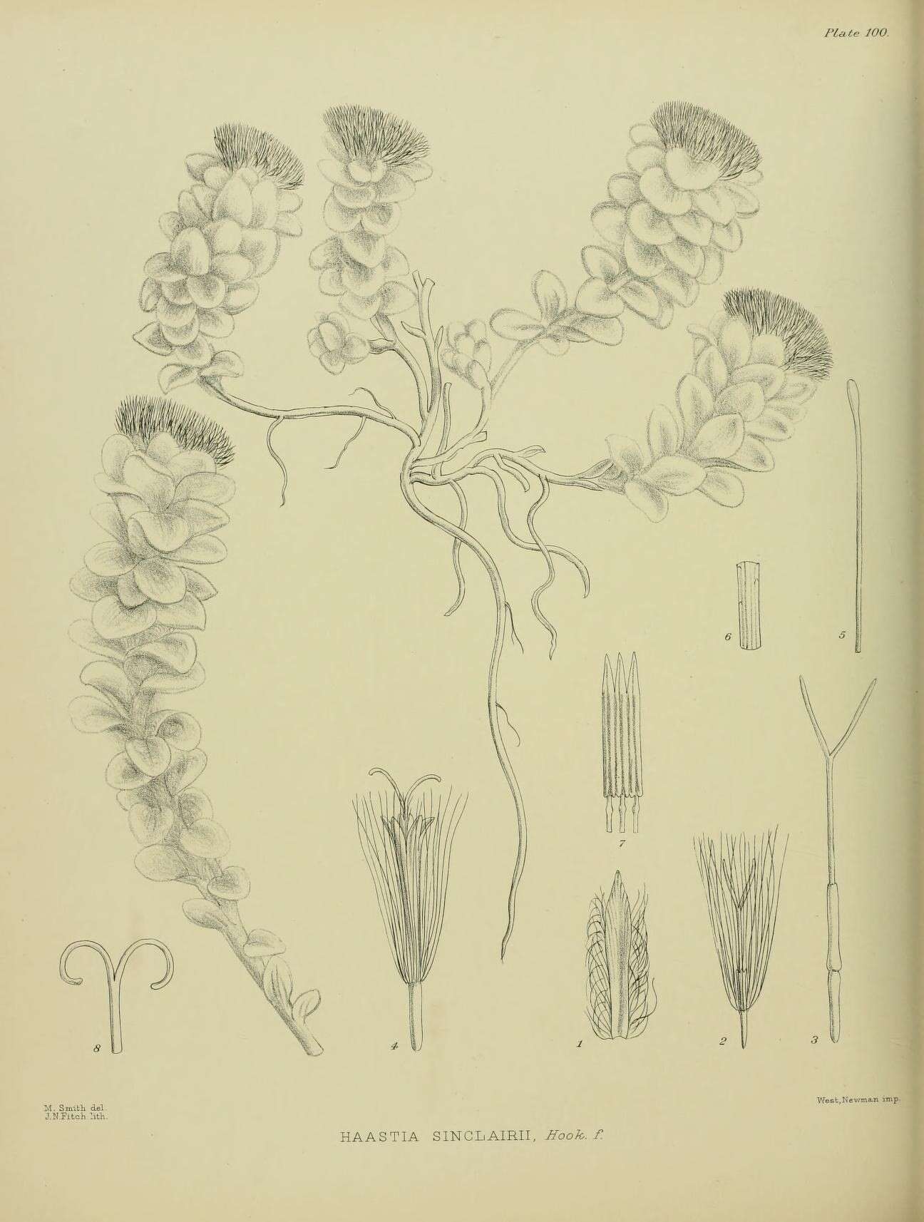Haastia sinclairii Hook. fil. resmi