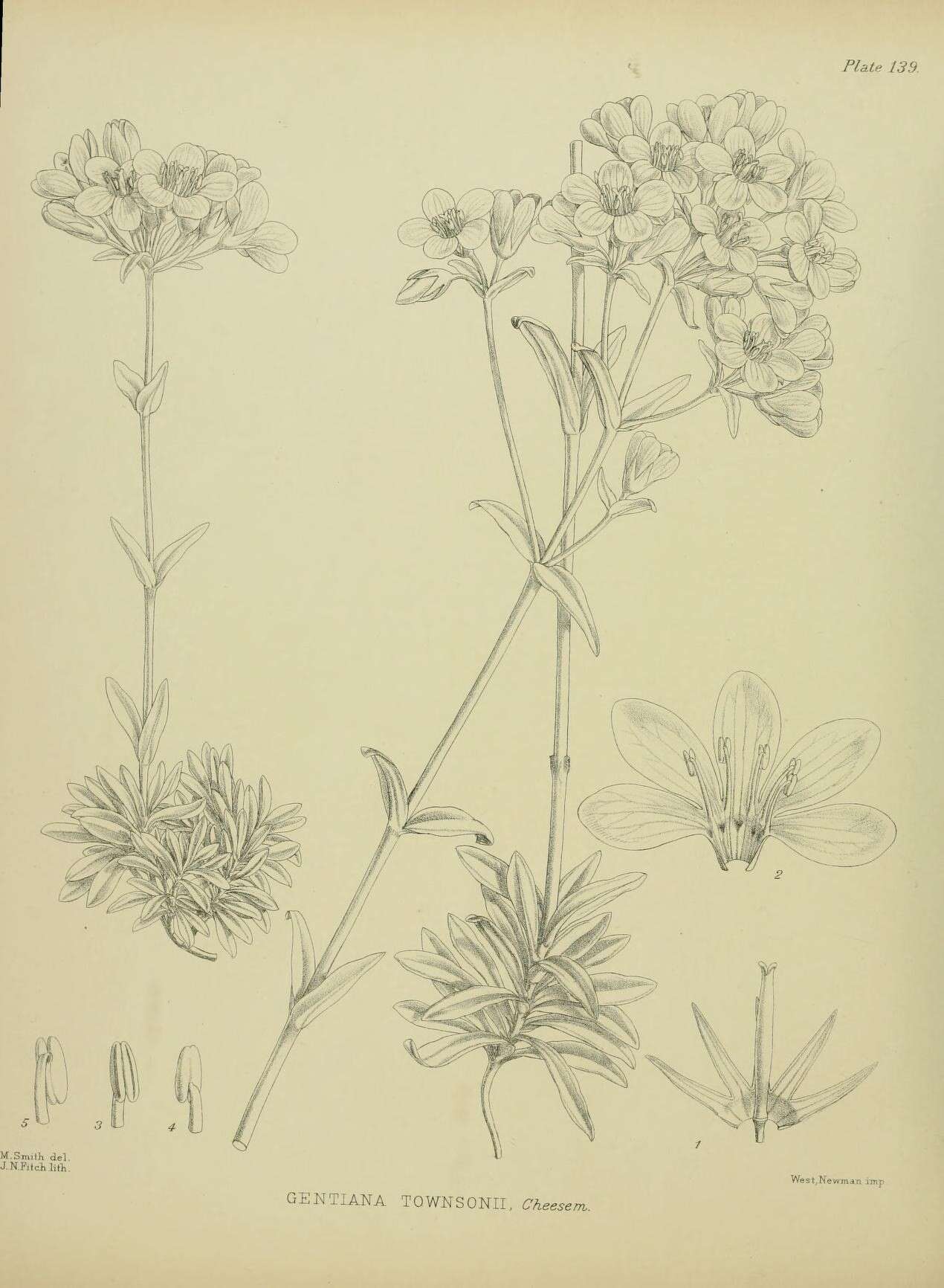 Image of Gentianella montana subsp. montana