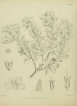 Image of Veronica macrantha Hook. fil.