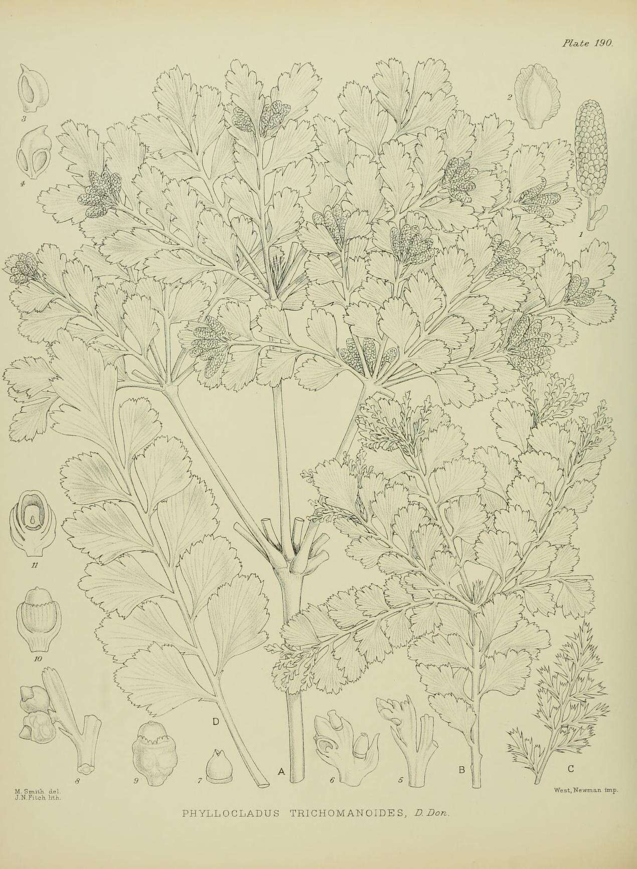 Sivun Phyllocladus trichomanoides D. Don kuva