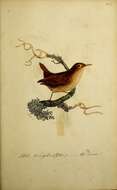 Image of Eurasian Wren