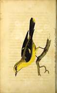 Image of Eurasian Golden Oriole