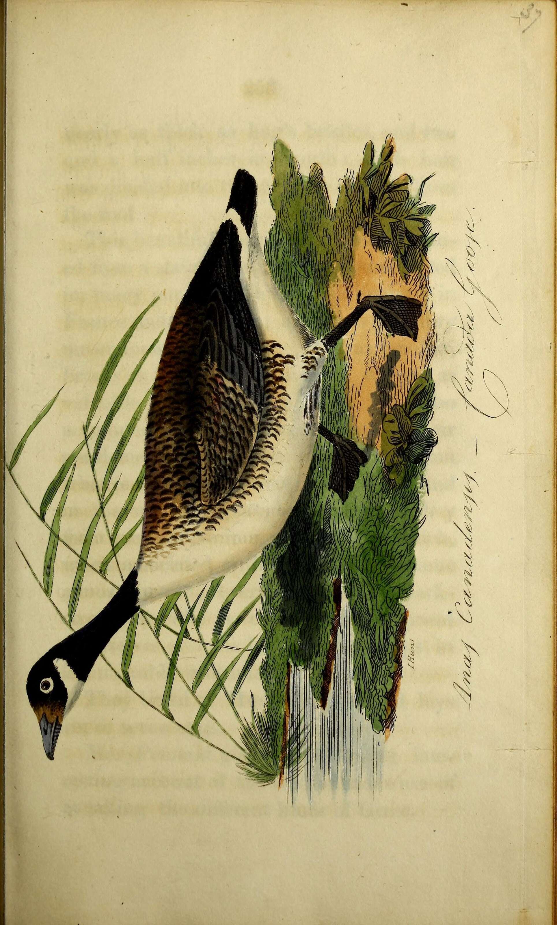 Image of Hawaiian goose