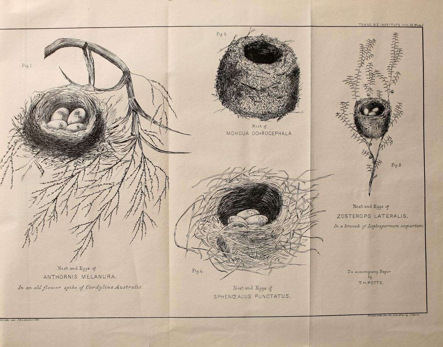 صورة Anthornis Gray & GR 1840