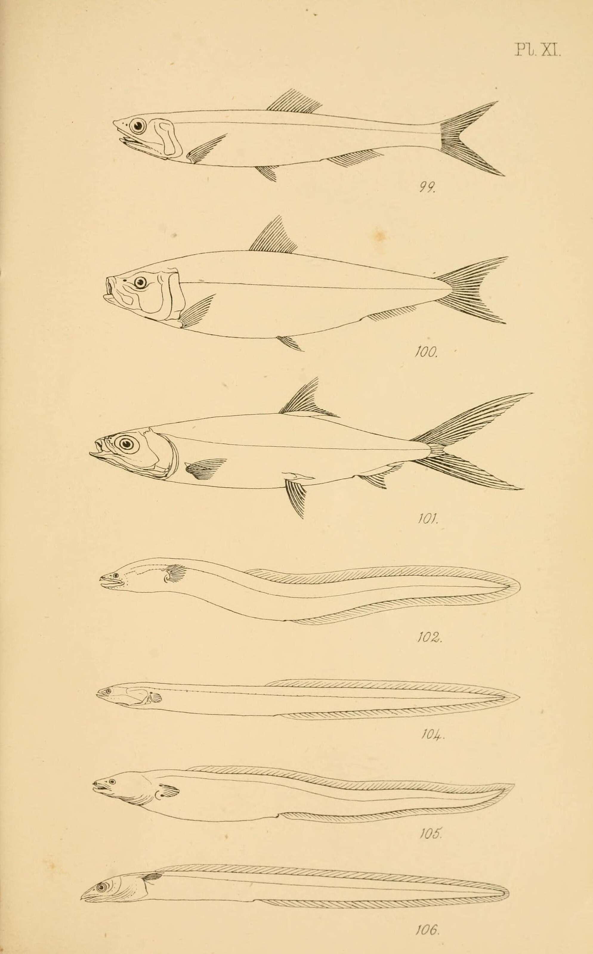 Слика од Anguilla australis Richardson 1841
