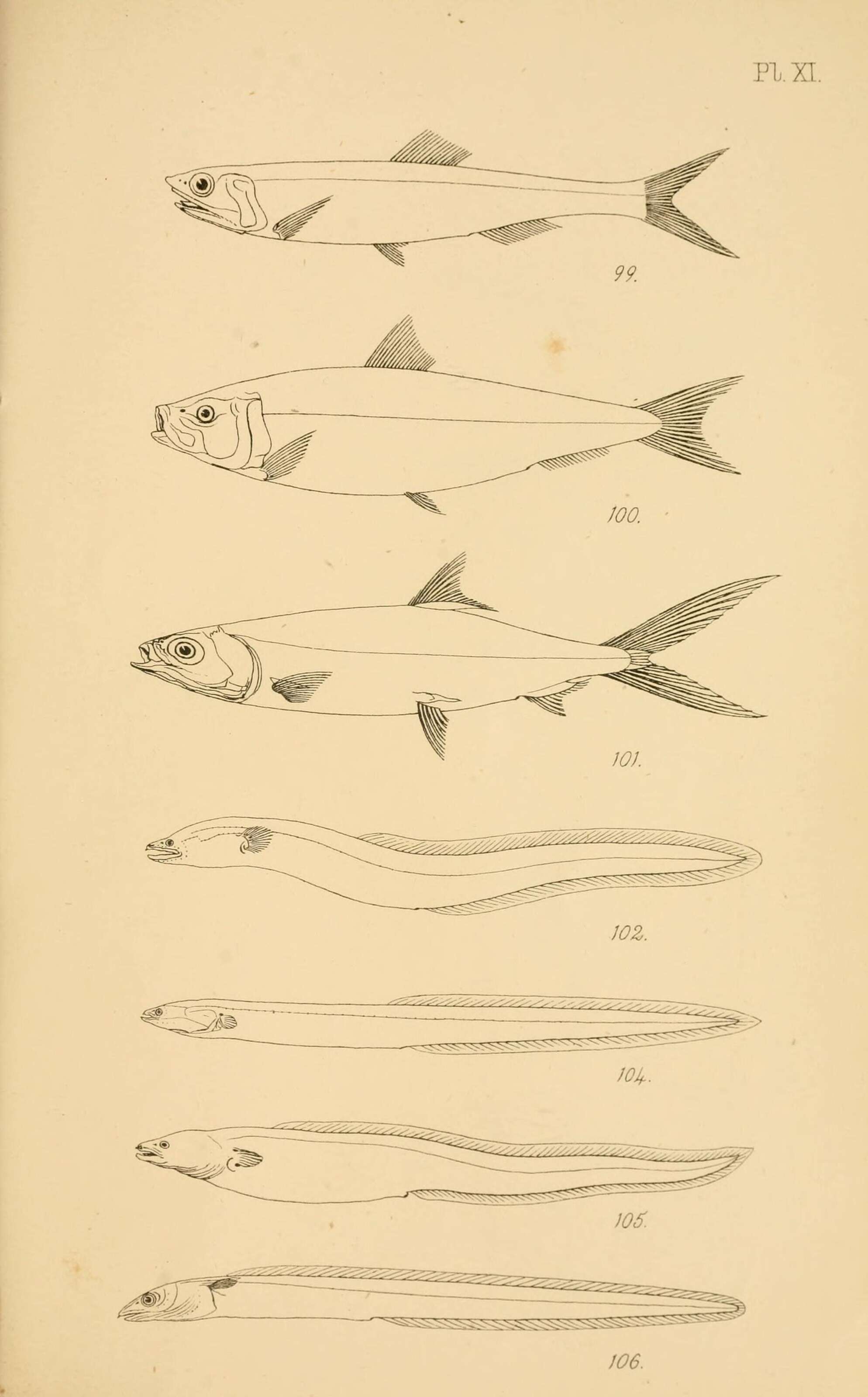 Image of short-finned eel