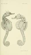 Слика од Hippocampus abdominalis Lesson 1827