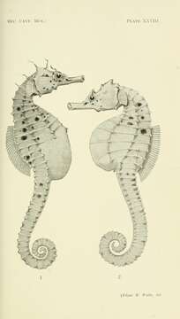 Image of Big-belly Seahorse