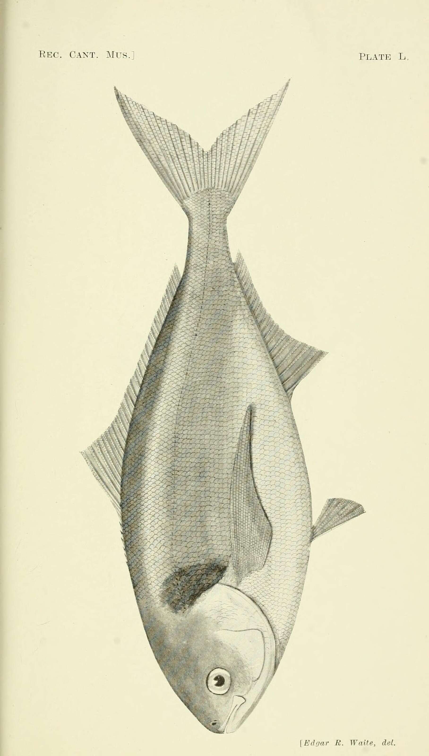 Imagem de Seriolella brama (Günther 1860)