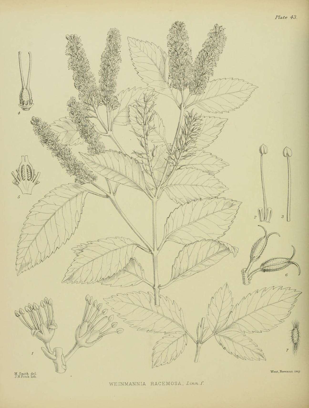 Image of Weinmannia racemosa L. fil.