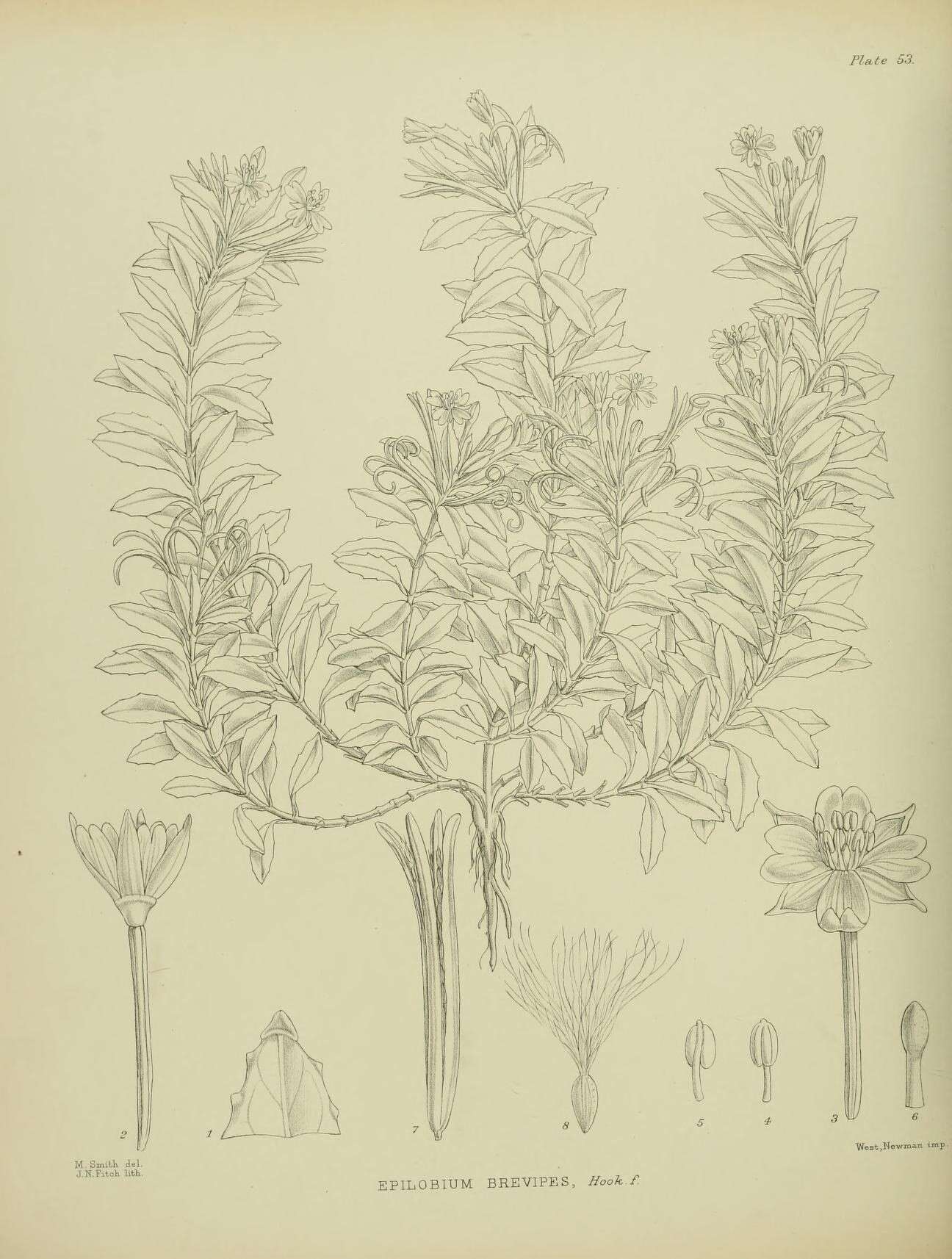 Image of Epilobium brevipes Hook. fil.