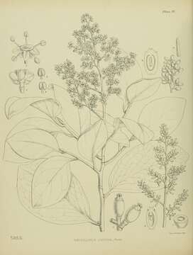 Image of Griselinia lucida (J. R. Forst. & G. Forst.) G. Forst.