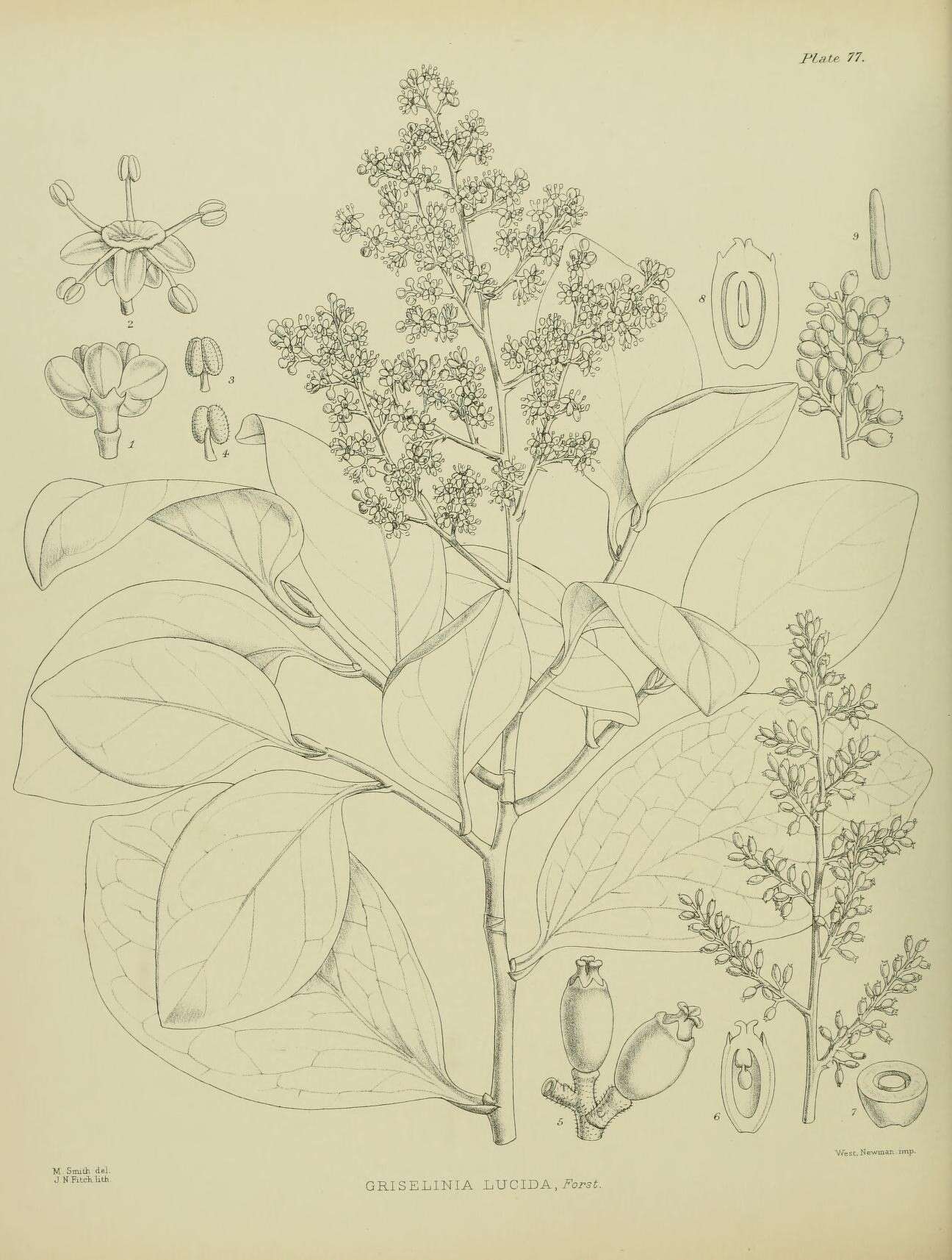 Image de Griselinia lucida (J. R. Forst. & G. Forst.) G. Forst.