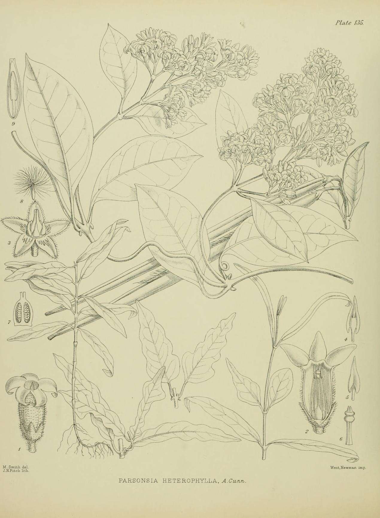 Image of Parsonsia heterophylla A. Cunn.