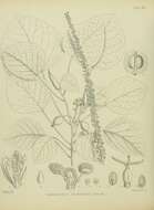 Sivun Homalanthus polyandrus (Hook. fil. ex Müll. Arg.) Cheeseman kuva